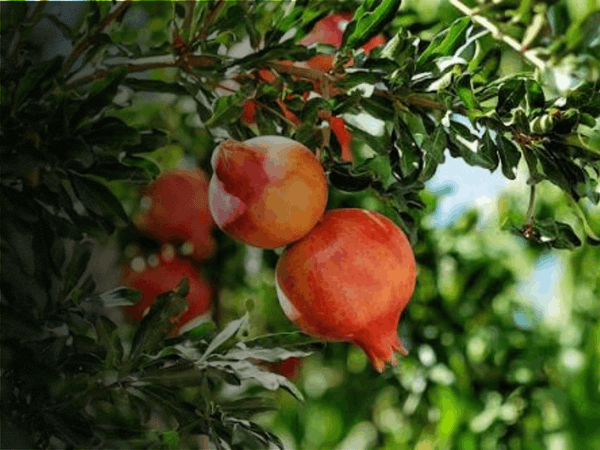 Ekologiskt granatäpple
