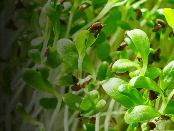 Ekologisk alfalfa